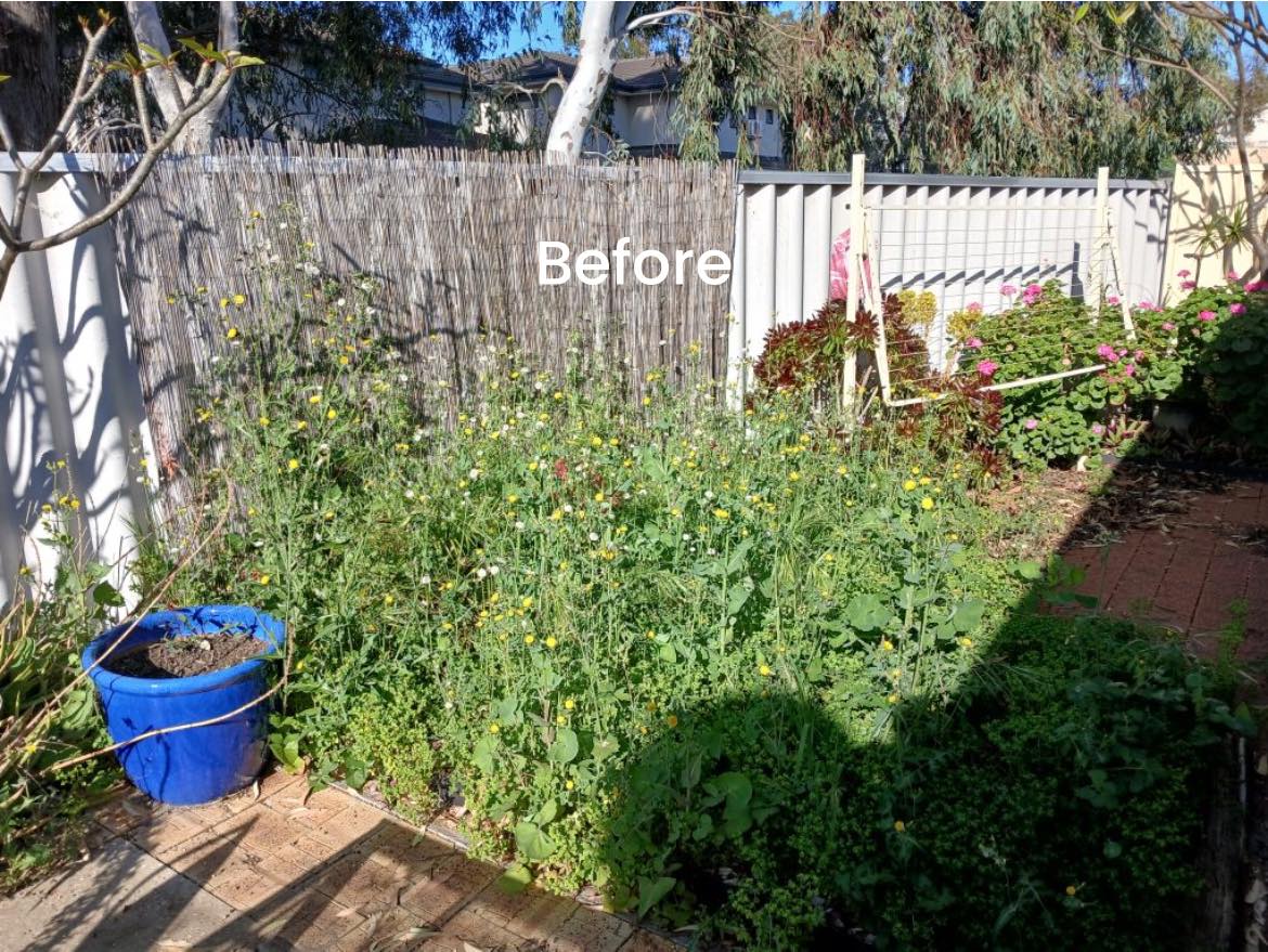 Overgrown yard before cleanup work